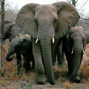 Adult elephant mentor