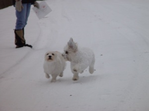 Maggie and Sebastian romping in the snow