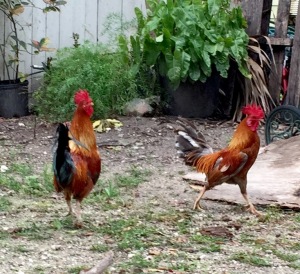 Roosters crowing 