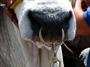 photo of a hook (ring) in cow's nose illustrates the Isaiah text "I will put my hook in your nose."